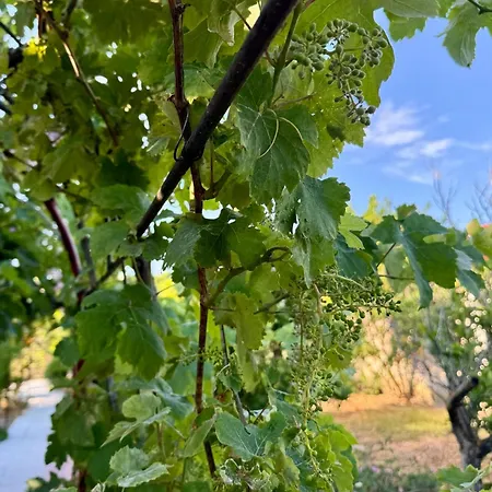 Σπίτι διακοπών Gradakia 2 *